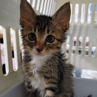 8/25里親さん決定です。有り難うございます。