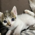 終生可愛がっていただける方よろしくお願いします