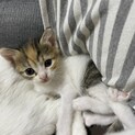 終生可愛がっていただける方よろしくお願いします