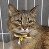 ペロちゃん♀ 避妊済み/おとなしい成猫/長毛/キジ サムネイル2