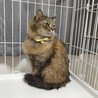ペロちゃん♀ 避妊済み/おとなしい成猫/長毛/キジ サムネイル3