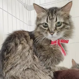 チョコちゃん♀ 避妊済/落ち着いた成猫/長毛/キジ