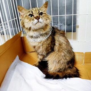 モカちゃん♀避妊済み/おとなしい若猫/長毛/キジ
