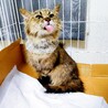 モカちゃん♀避妊済み/おとなしい若猫/長毛/キジ サムネイル2