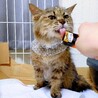モカちゃん♀避妊済み/おとなしい若猫/長毛/キジ サムネイル3