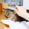 モカちゃん♀避妊済み/おとなしい若猫/長毛/キジ サムネイル4