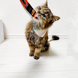 みいちゃん♀避妊済人懐っこい若猫/長毛/キジ