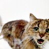 みいちゃん♀避妊済人懐っこい若猫/長毛/キジ サムネイル3