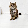 みいちゃん♀避妊済人懐っこい若猫/長毛/キジ サムネイル4