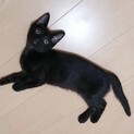 7/10練馬譲渡会❗️兄弟ペア募集・天真爛漫な黒猫