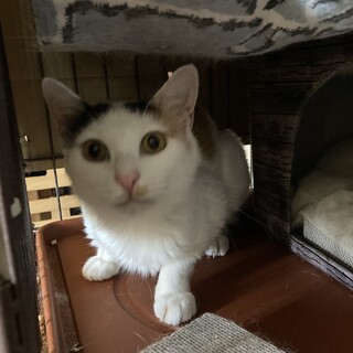 甘えん坊の三毛　ダイヤ