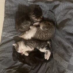 子猫を保護しました