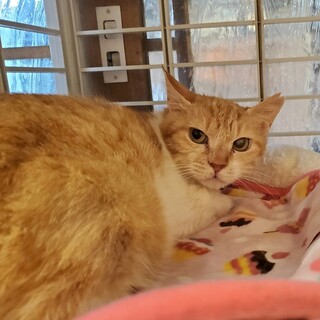 大人猫希望の方へ（エイズキャリア）