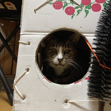 チャムチャム〜野良からお家の子になって安心すると病気が出やすいから気を抜かないでね！