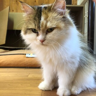 人が大好きなラガマフィン女の子