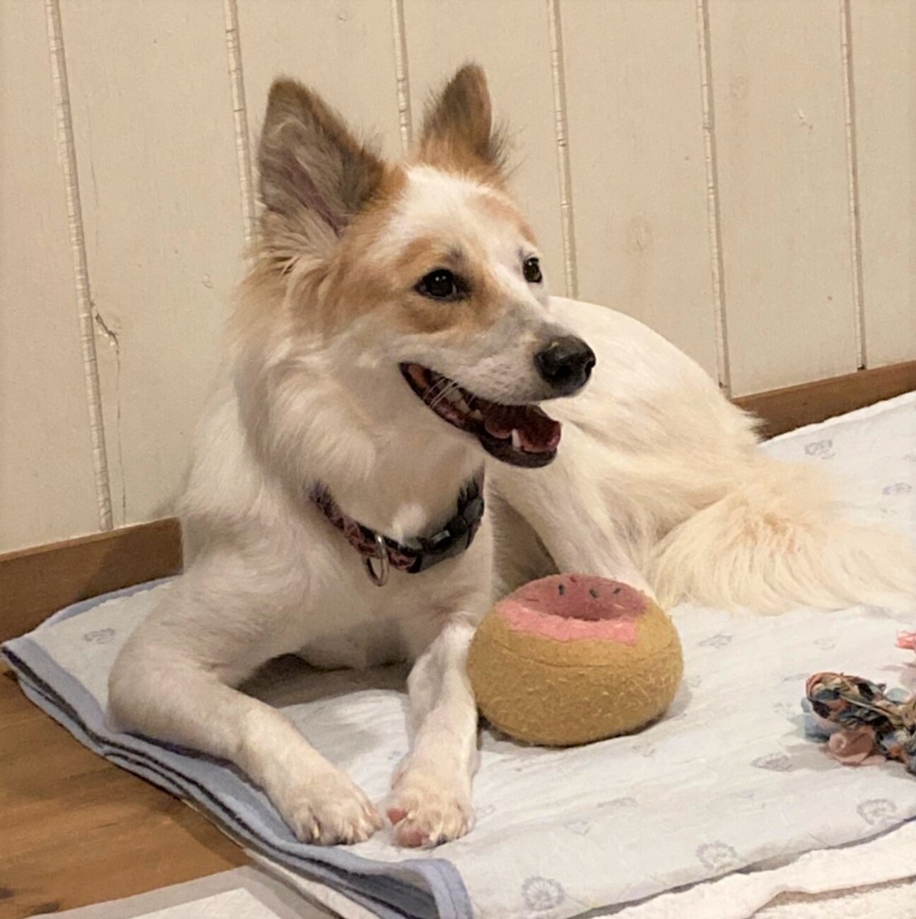 犬と遊ぶの大好き おしゃ 栃木県 犬の里親募集 ペットのおうち 月間利用者150万人