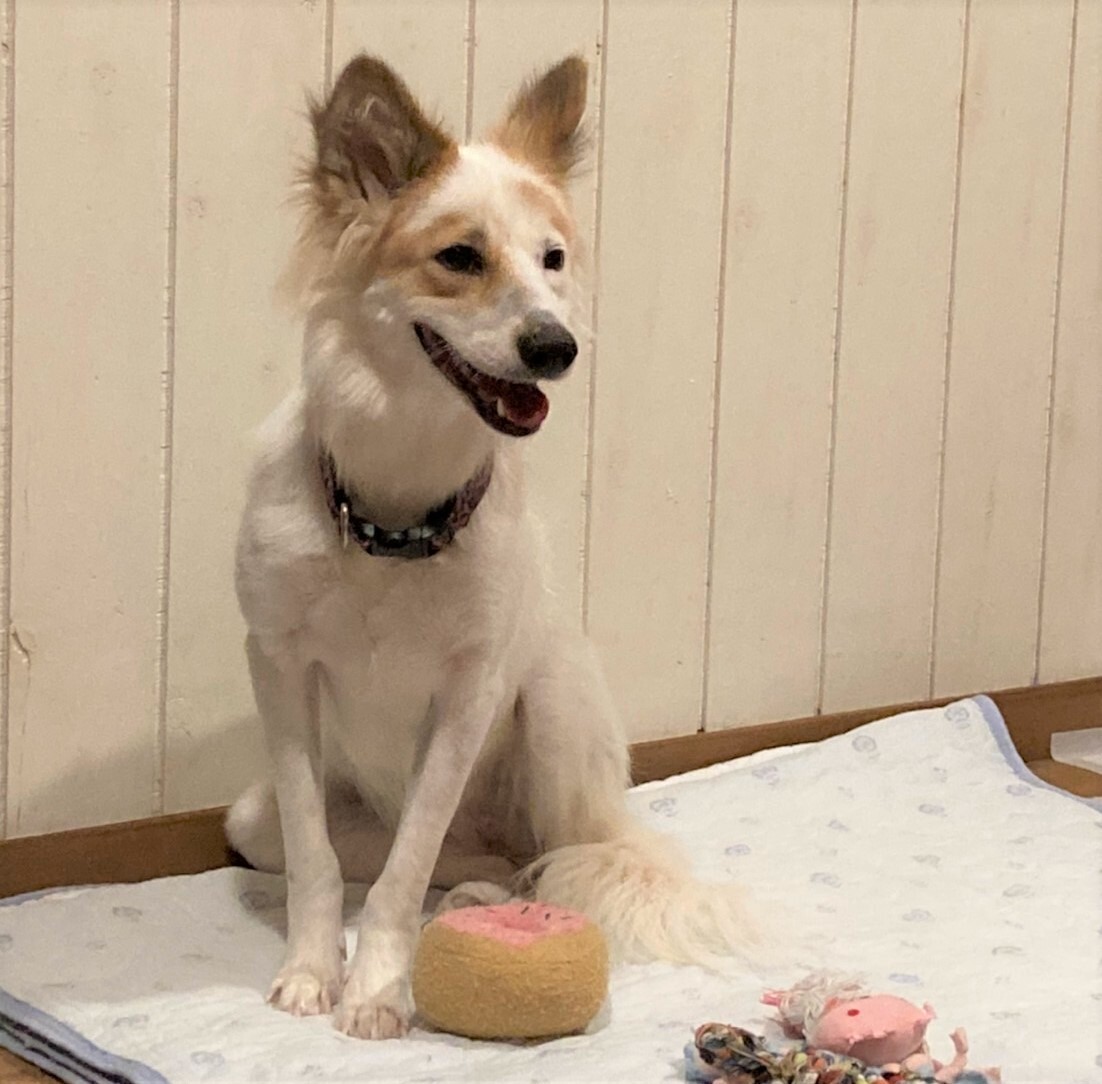 犬と遊ぶの大好き おしゃ 栃木県 犬の里親募集 ペットのおうち 月間利用者150万人