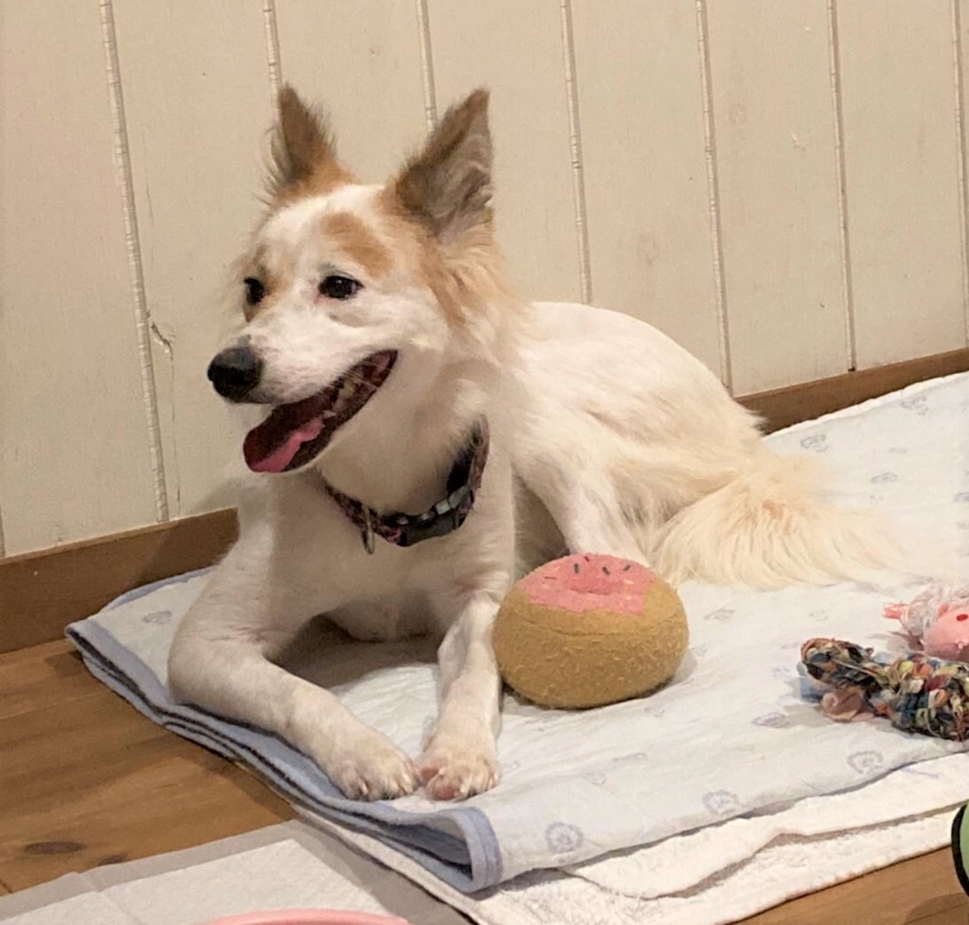 犬と遊ぶの大好き おしゃ 栃木県 犬の里親募集 ペットのおうち 月間利用者150万人