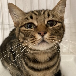 ちょっと困り顔の美男子さん