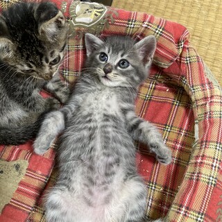 人馴れしたグレーの男の子　グリ❗️
