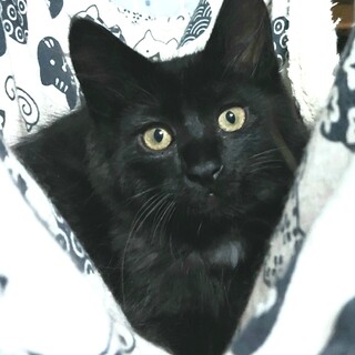 半長毛フワフワ王子～２匹一緒に