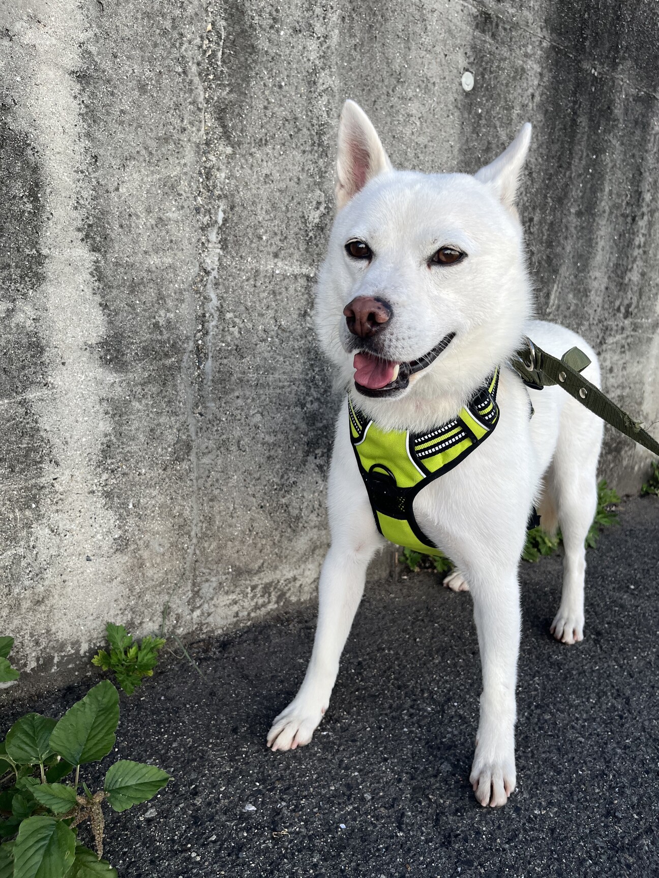 馴れるとすぐにお腹を出す 広島県 犬の里親募集 ペットのおうち 月間利用者150万人