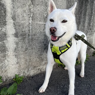 馴れるとすぐにお腹を出す甘えん坊の【イングス】くん