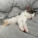 2ヶ月の子猫 みけねこ