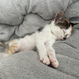 2ヶ月の子猫 みけねこ