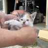 2ヶ月の子猫 みけねこ サムネイル2