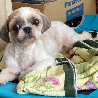 ひょうきん女子のわらべちゃん