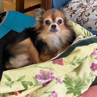 性格花丸男児のぽん君