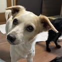 交渉中　ビーグルのMIX犬　クリームちゃん