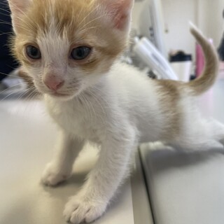 生後約1ヵ月の赤ちゃん猫ちゃん