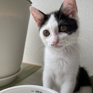 マイペース子猫かつら猫♀人馴れ◎はちわれ黒白ちゃん