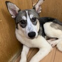 人懐っこい甘えん坊【エヴリー】♪