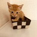 生後1ヵ月の可愛い子猫ちゃん