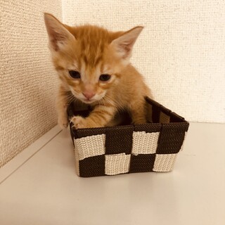 生後1ヵ月の可愛い子猫ちゃん