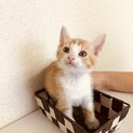 生後1か月の可愛い子猫ちゃん