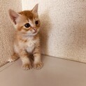 生後1か月の可愛い子猫ちゃん