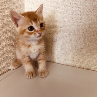 生後1か月の可愛い子猫ちゃん