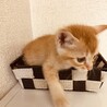 生後1か月の可愛い子猫ちゃん サムネイル2