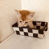 生後1か月の可愛い子猫ちゃん サムネイル3