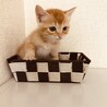 生後1か月の可愛い子猫ちゃん サムネイル4