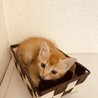 生後1か月の可愛い子猫ちゃん サムネイル5