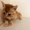 生後1か月の可愛い子猫ちゃん サムネイル6