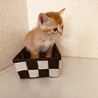 生後1か月の可愛い子猫ちゃん サムネイル7