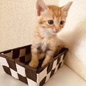 生後1か月の可愛い子猫ちゃん
