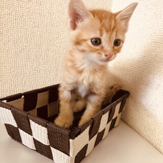 生後1か月の可愛い子猫ちゃん