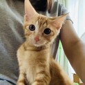 【クォーツ】♂推定3ヶ月